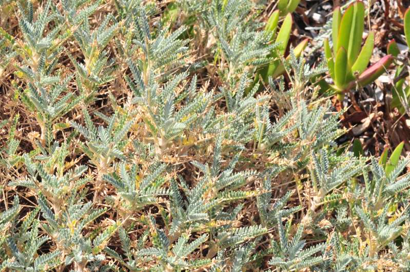 Astragalus terraccianoi / Astragalo di Terracciano